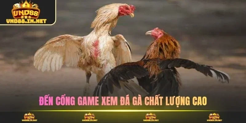 Đến cổng game xem đá gà chất lượng cao
